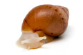 Lissachatina fulica A albino body juvenil